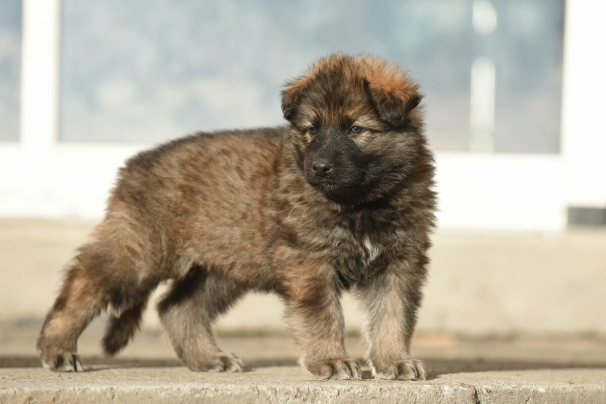 Altdeutscher Schäferhund - Rhéa Silvia