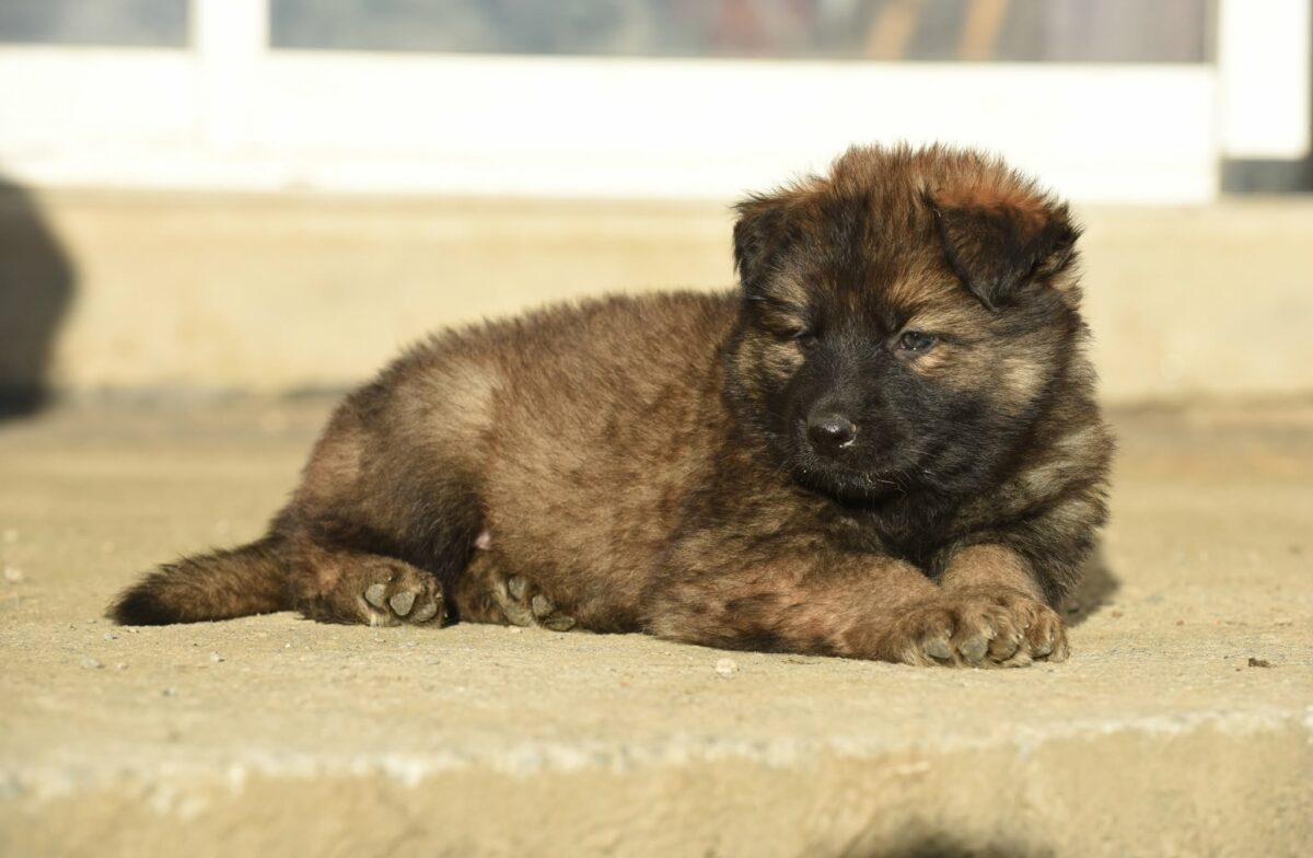 Altdeutscher Schäferhund - Rhéa Silvia