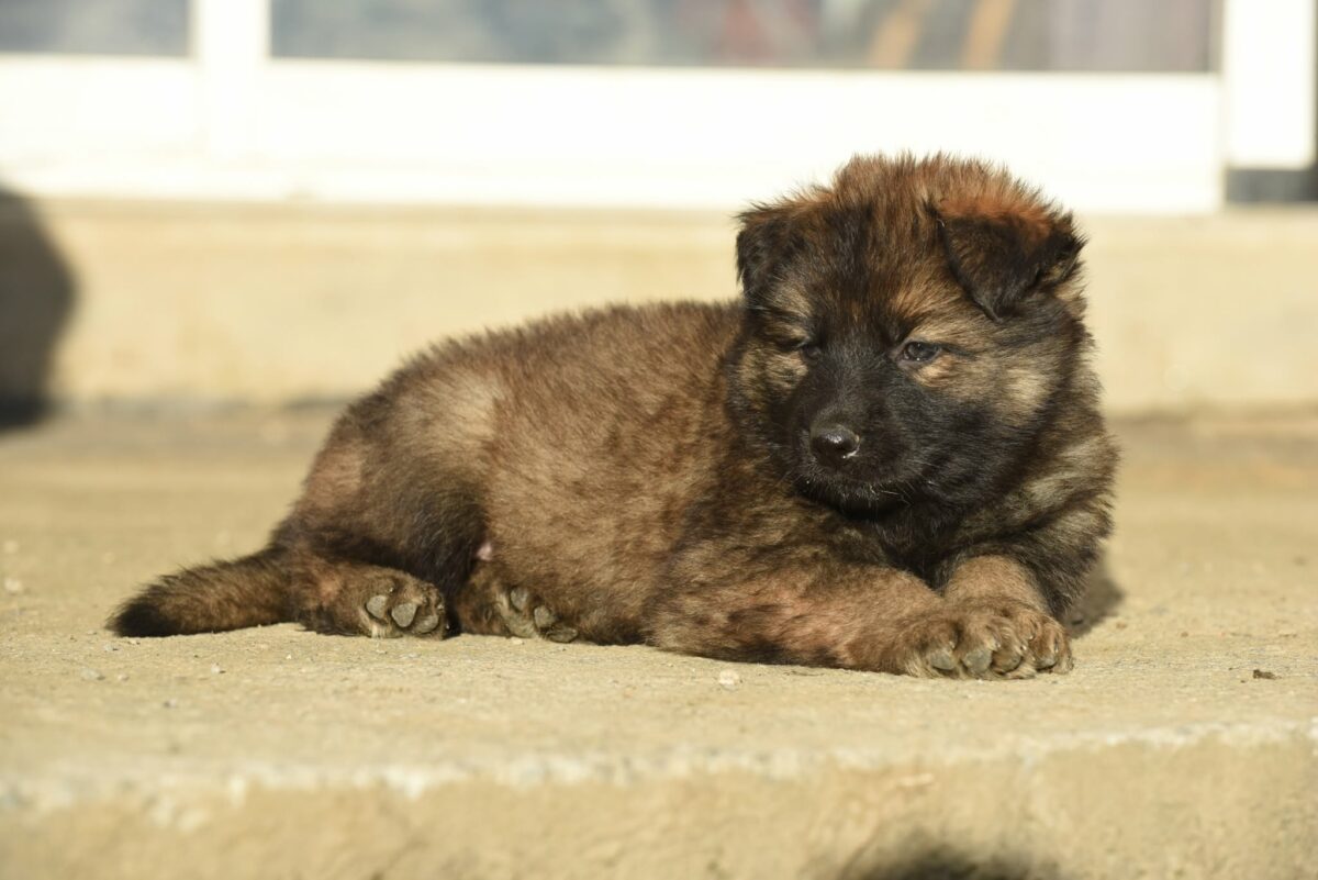 Altdeutscher Schäferhund - Rhéa Silvia