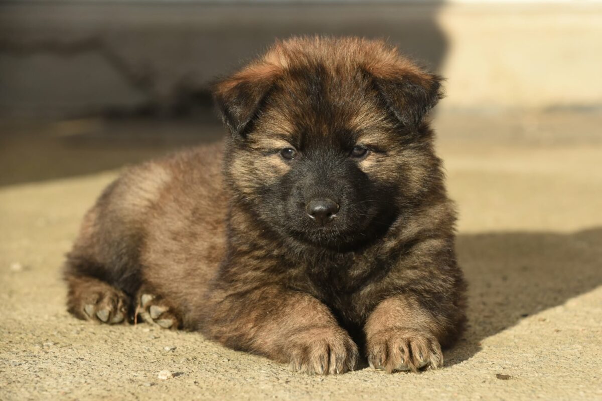 Altdeutscher Schäferhund - Rhéa Silvia