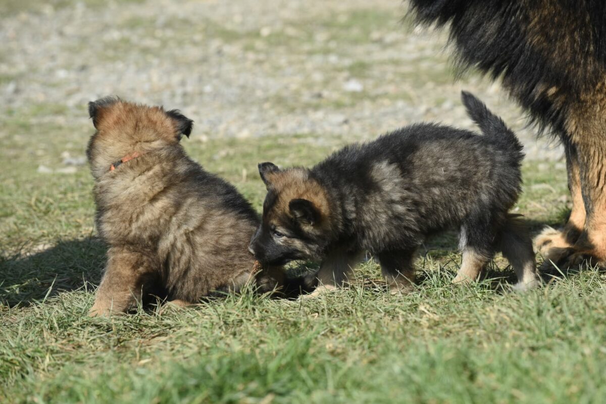 Altdeutscher Schäferhund - Rhéa Silvia