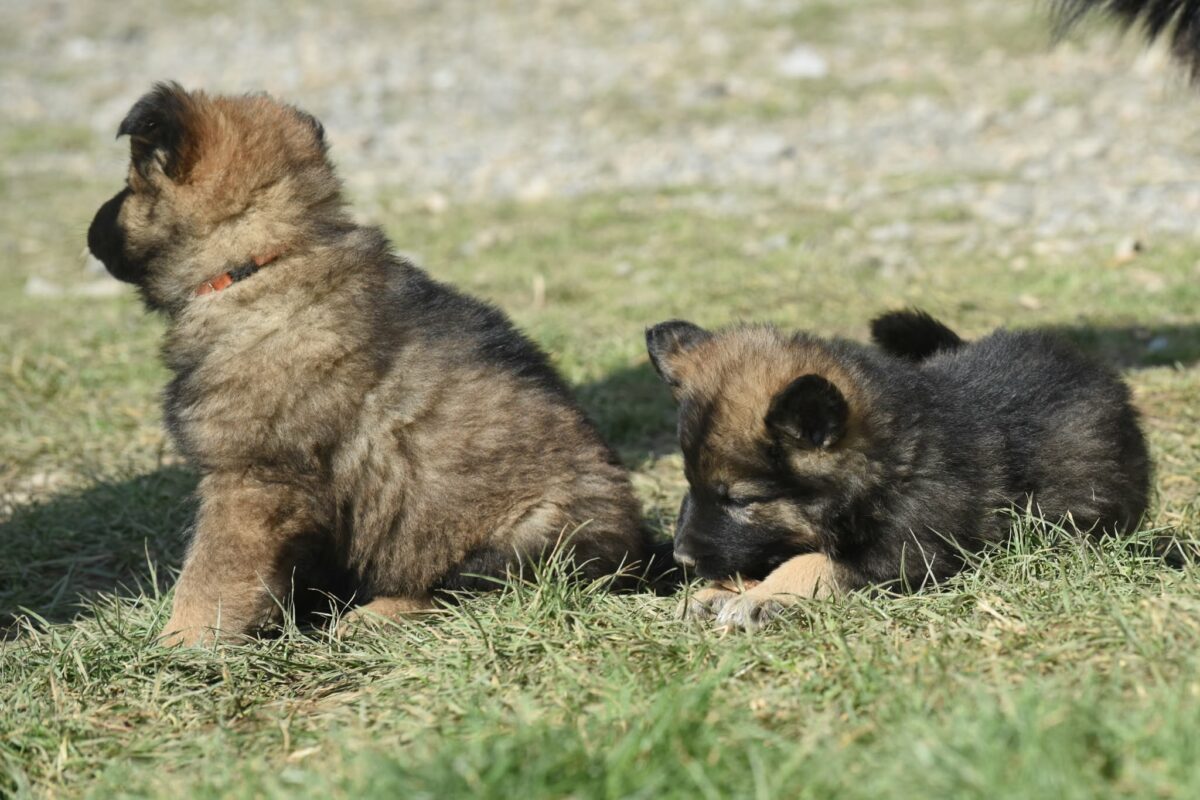 Altdeutscher Schäferhund - Rhéa Silvia