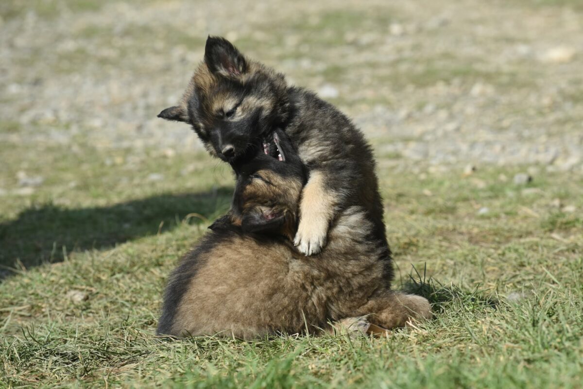 Altdeutscher Schäferhund - Rhéa Silvia