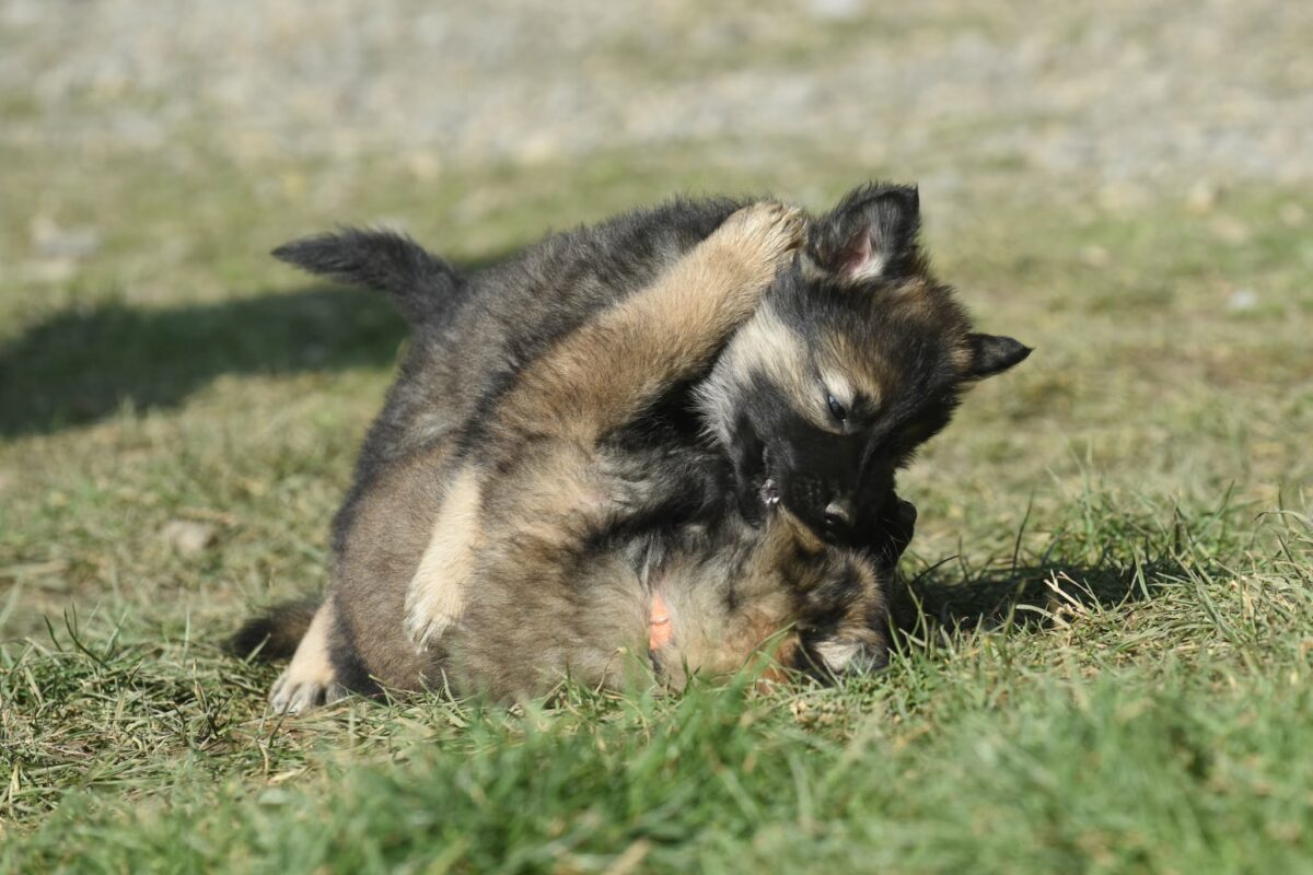 Altdeutscher Schäferhund - Rhéa Silvia