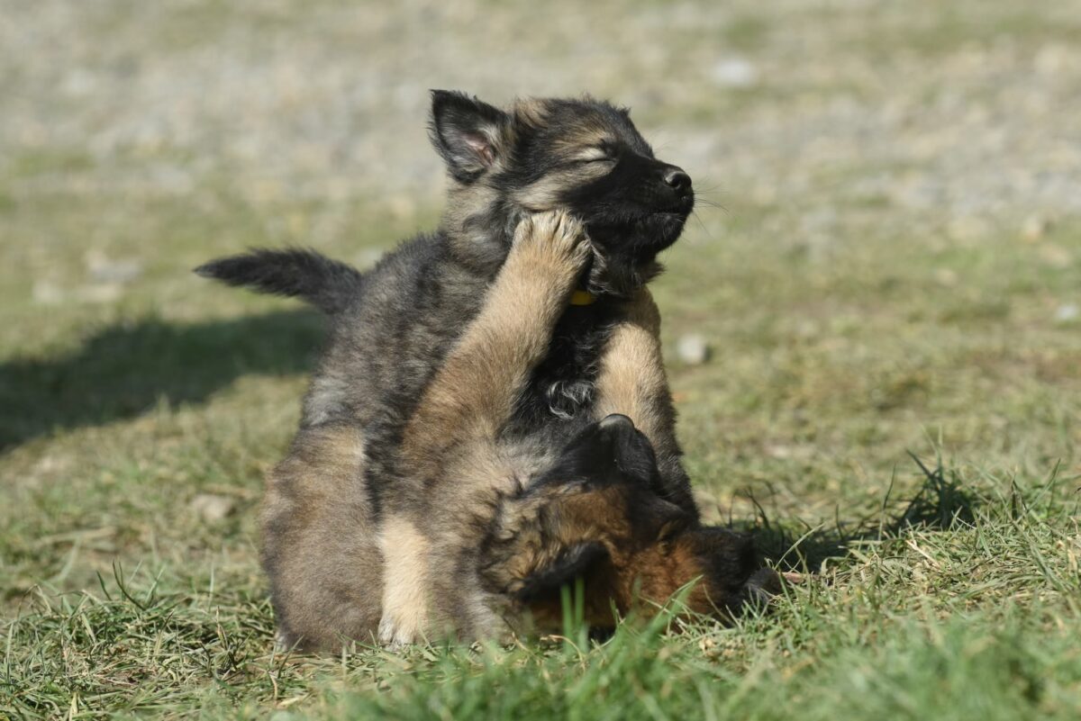 Altdeutscher Schäferhund - Rhéa Silvia