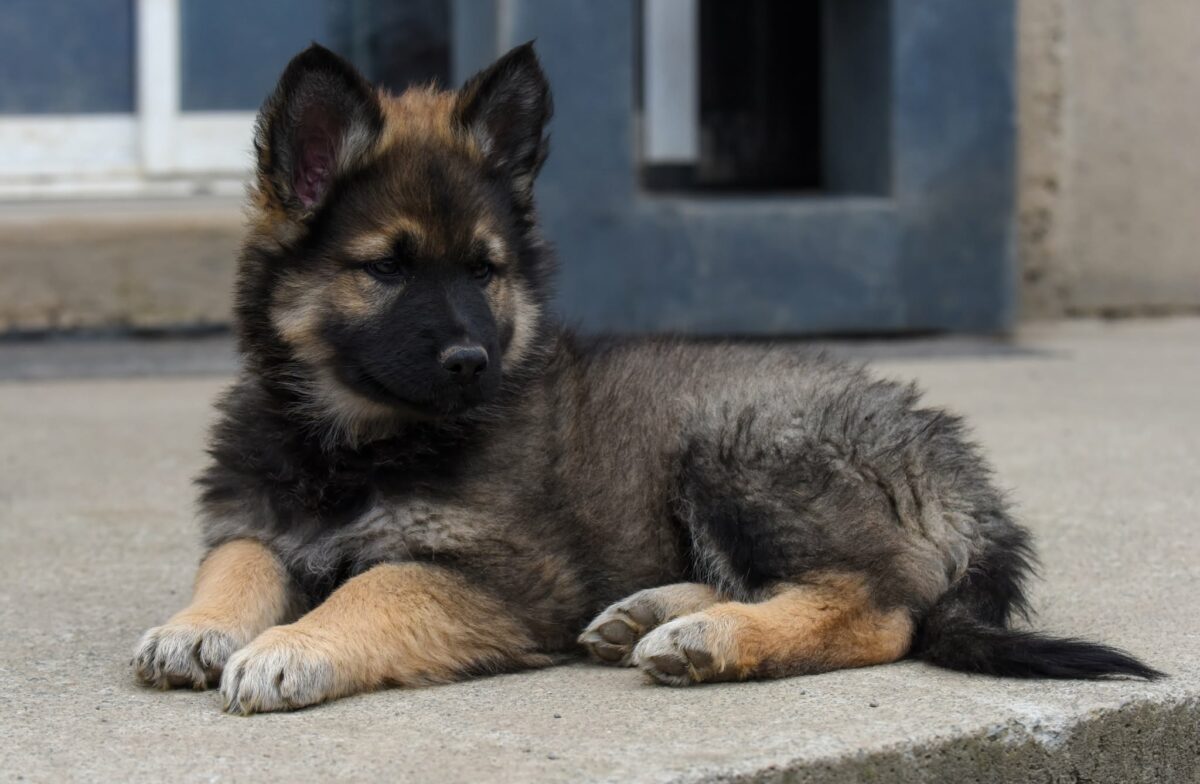 Altdeutscher Schäferhund - Rhéa Silvia