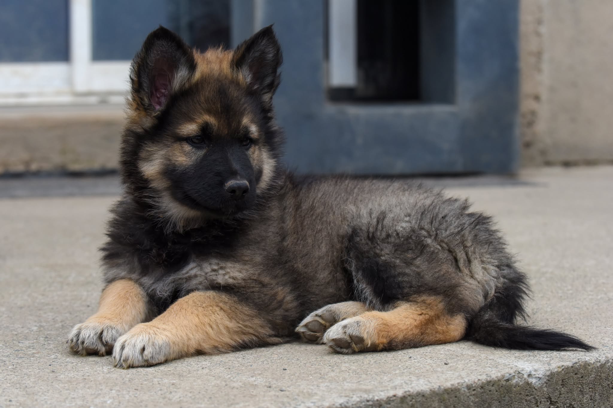 Altdeutscher Schäferhund - Rhéa Silvia