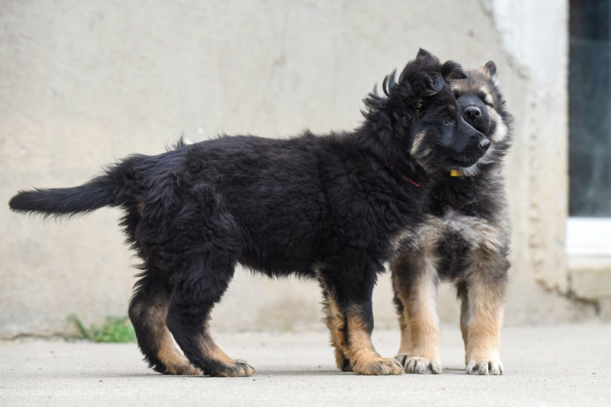 Altdeutscher Schäferhund - Rhéa Silvia
