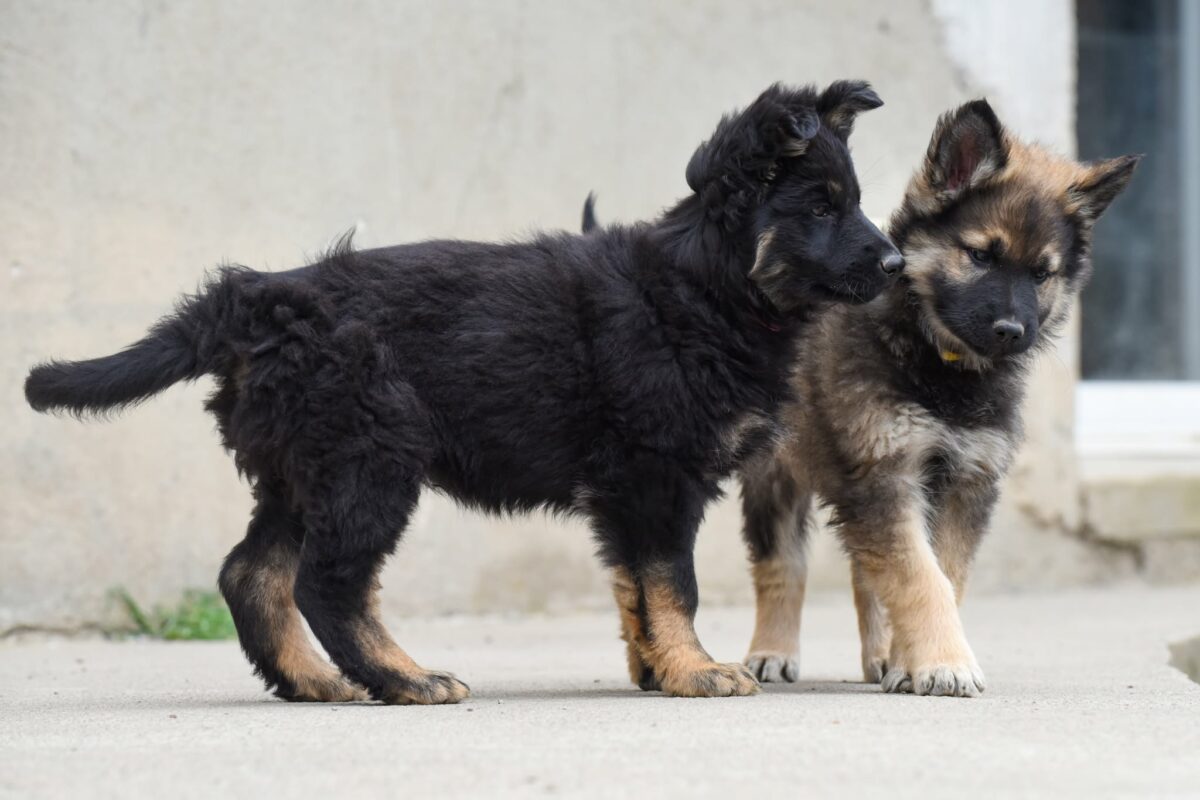 Altdeutscher Schäferhund - Rhéa Silvia