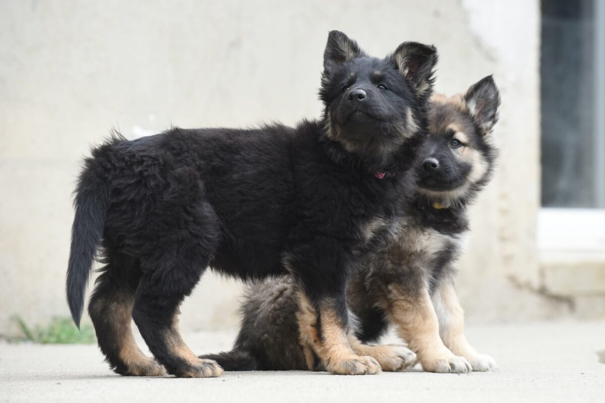 Altdeutscher Schäferhund - Rhéa Silvia
