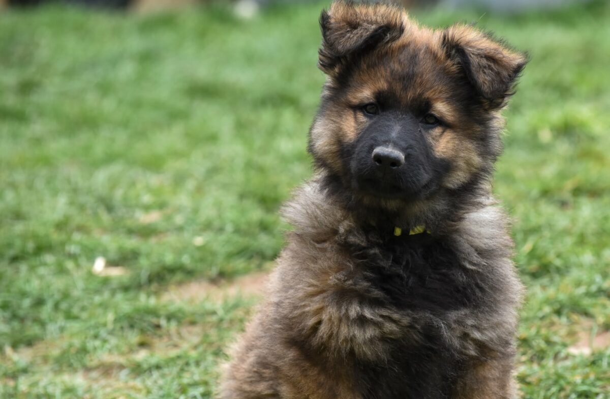 Altdeutscher Schäferhund - Rhéa Silvia