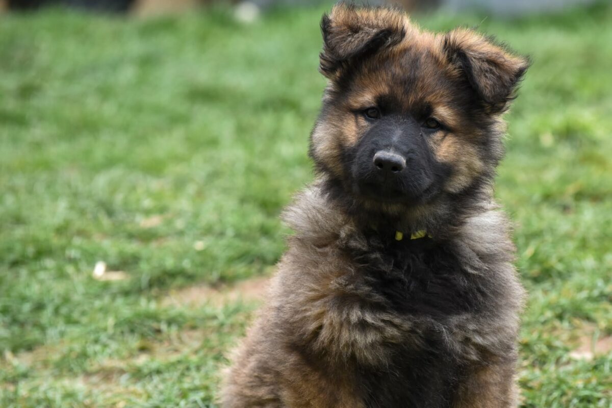 Altdeutscher Schäferhund - Rhéa Silvia