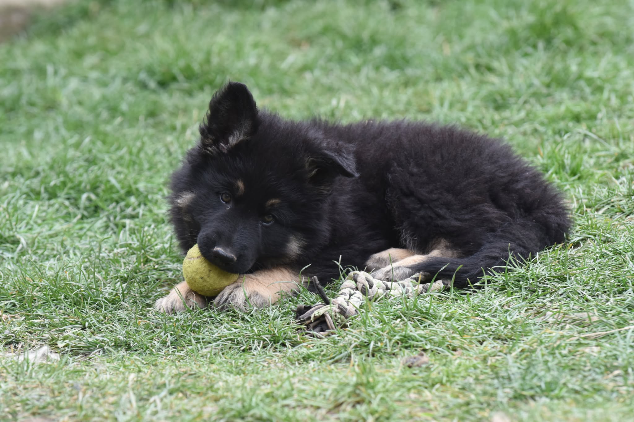 Altdeutscher Schäferhund - Rhéa Silvia
