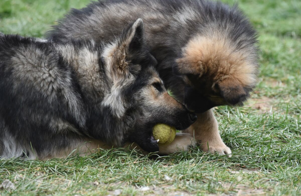 Altdeutscher Schäferhund - Rhéa Silvia