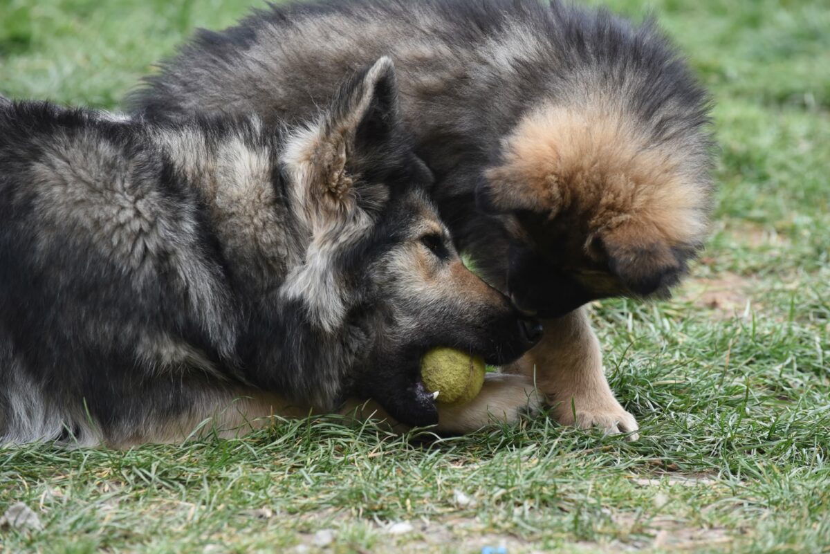 Altdeutscher Schäferhund - Rhéa Silvia