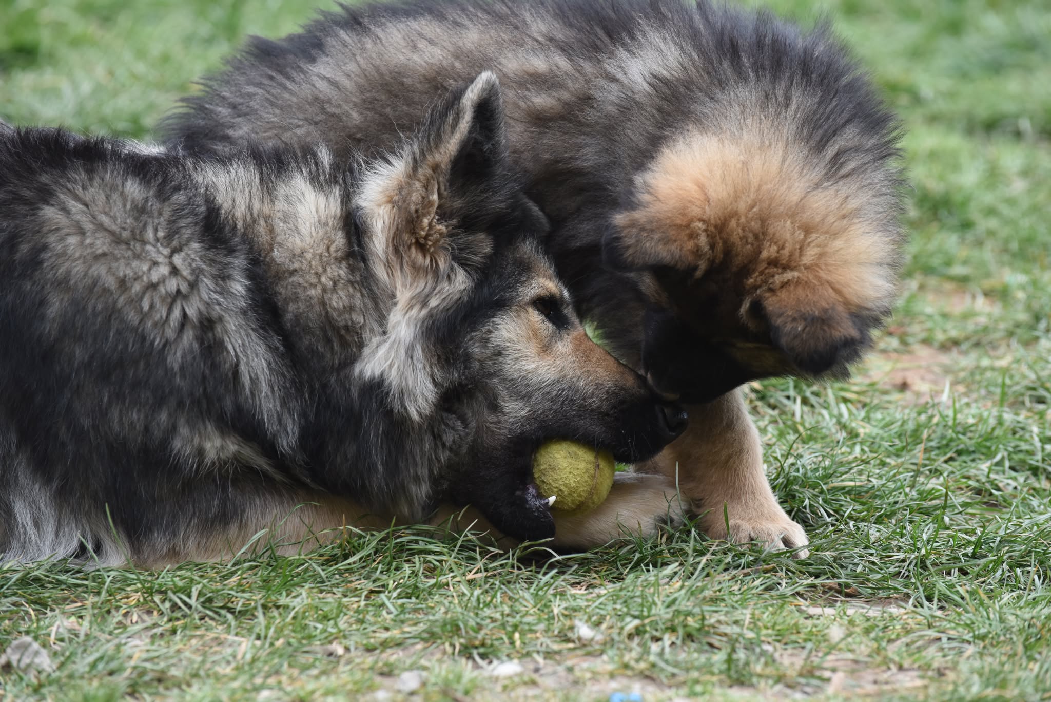 Altdeutscher Schäferhund - Rhéa Silvia
