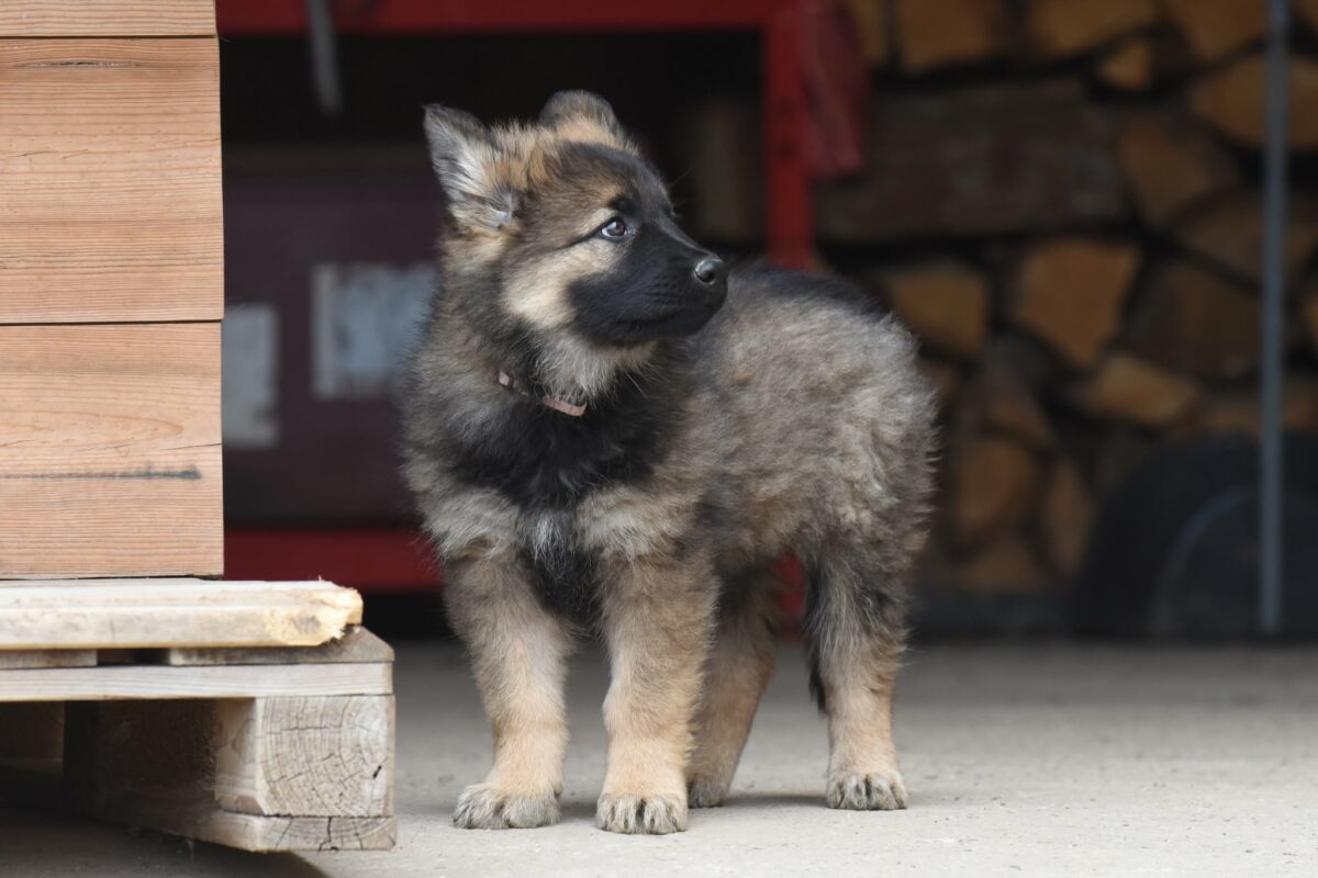 Altdeutscher Schäferhund - Rhéa Silvia