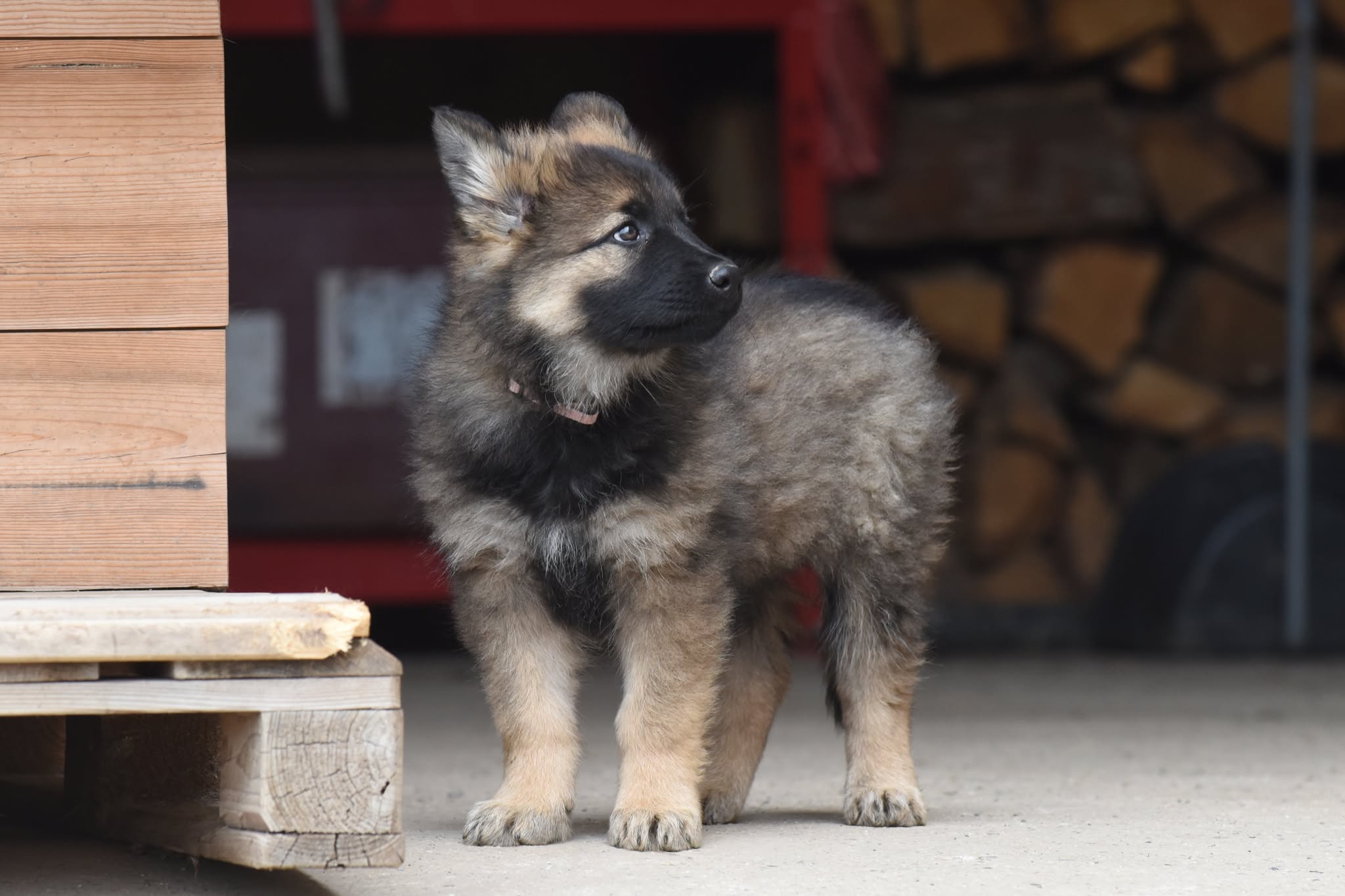 Altdeutscher Schäferhund - Rhéa Silvia