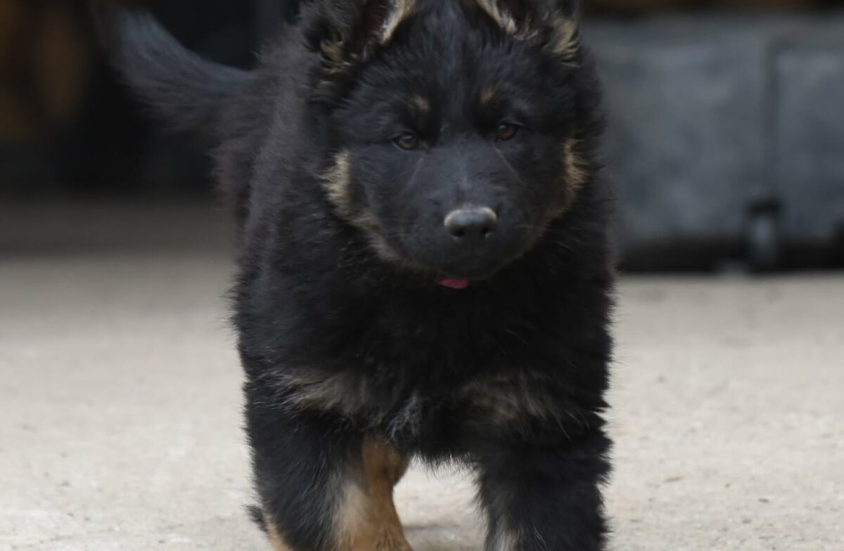 Altdeutscher Schäferhund - Rhéa Silvia