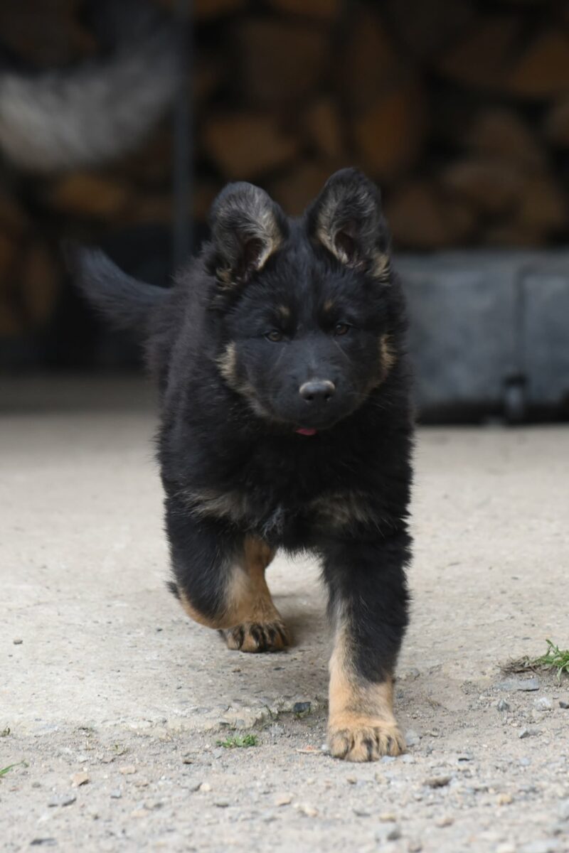 Altdeutscher Schäferhund - Rhéa Silvia