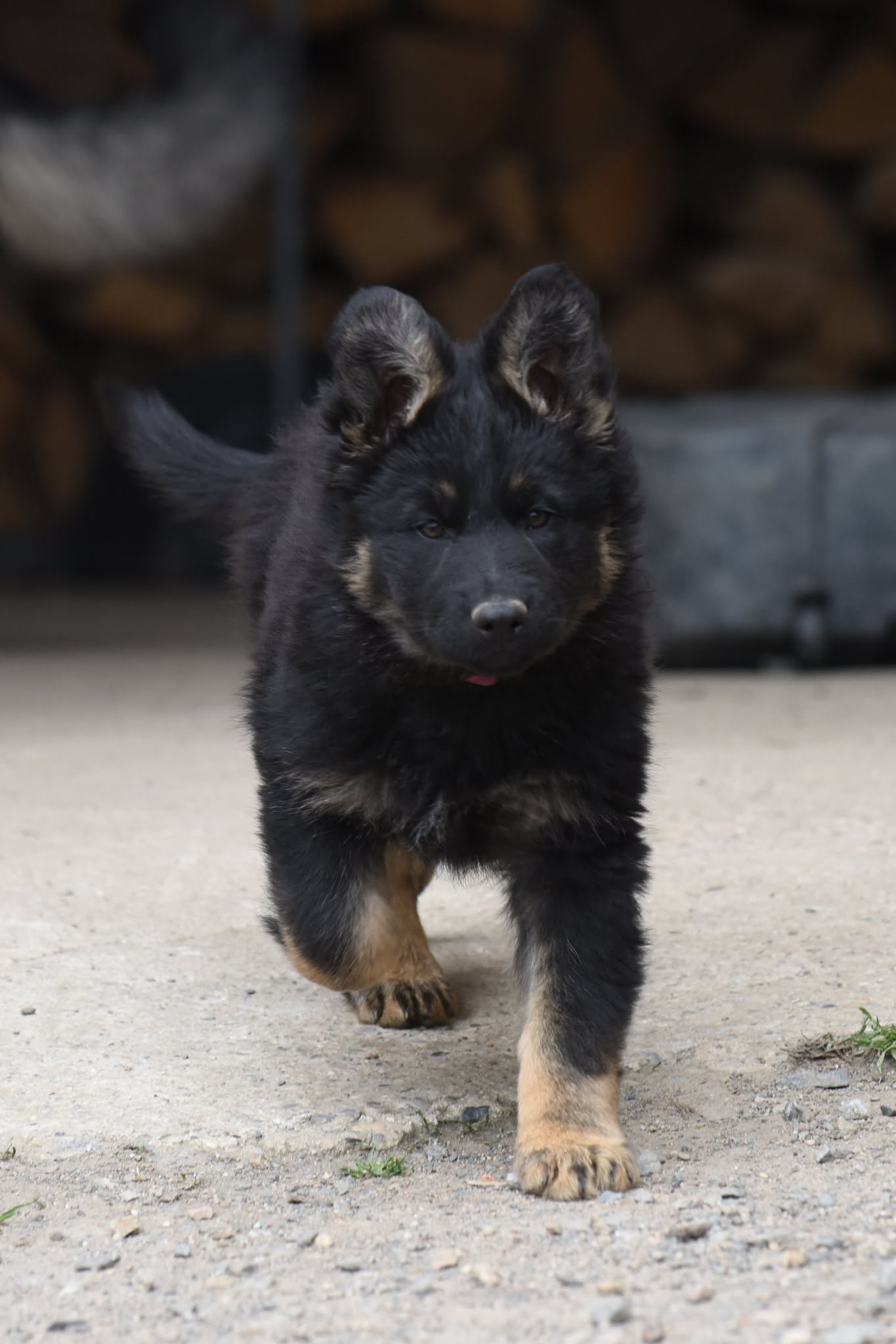 Altdeutscher Schäferhund - Rhéa Silvia