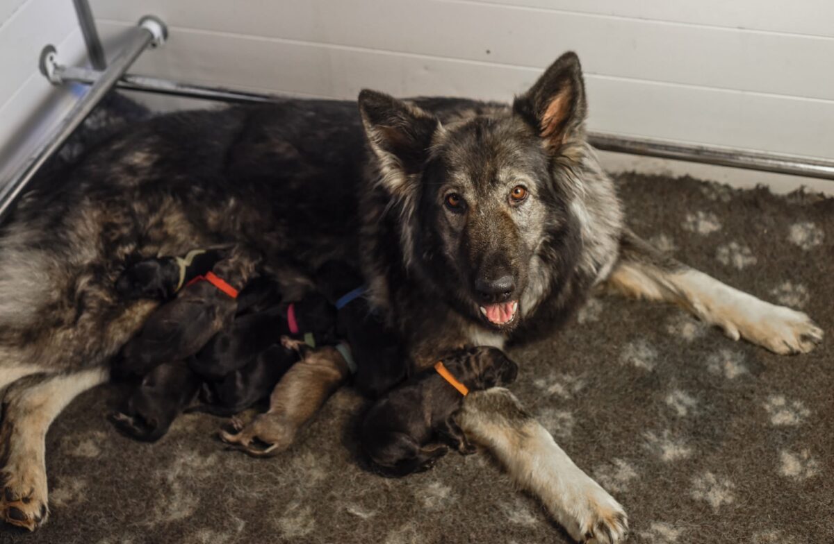 Titane et ses bébés à la naissance