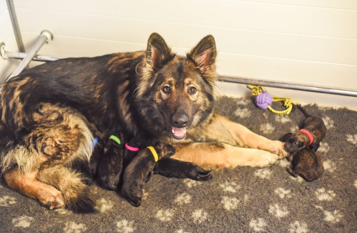 Shadow et ses bébés à la naissance